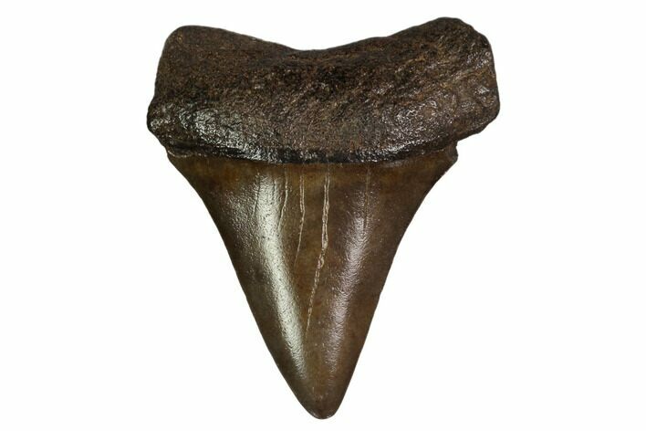 Fossil Toothed Mako Shark Tooth - Georgia #158794